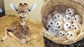 AWW Animals SOO Cute! Cute baby animals Videos Compilation cute moment of the animals #7