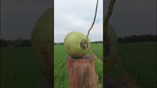 Very good coconut peeling skills #coconut #cuttingskills