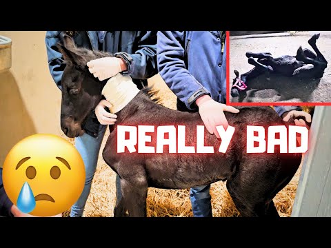 A real nightmare!😨 It looks bad for the youngest foal. We go to the horse clinic | Friesian Horses