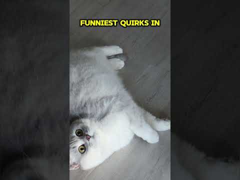 Your Cat’s Funniest things they do? ! 😹✨