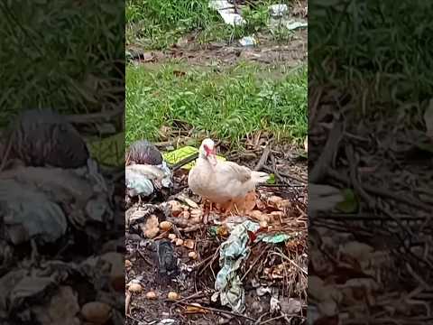 Ducks Love Rain #Ducks #philippines