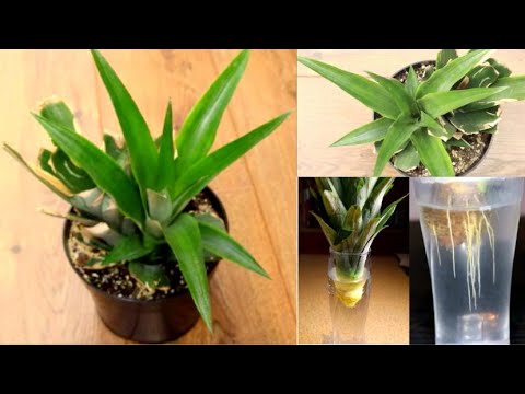 How to Grow a Pineapple from a Store Bought Fruit