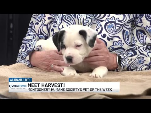 Pet of the Week: Harvest