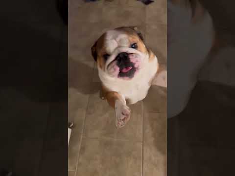 Bulldog Wants Dunkin' Donuts