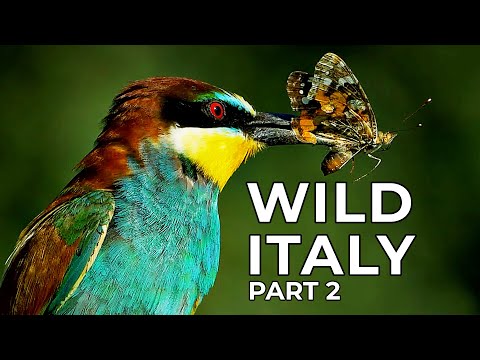 Wild Italy | Part 2: Ash and Lava | Free Documentary Nature