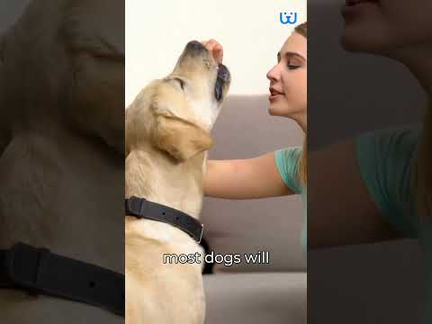 How To Teach A Dog To Sit| Waggle