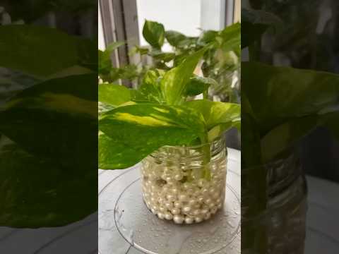 Money Plant decor in Water #plantsdecor #homedecor #houseplants #diy #moneyplant #pothos #waterplant