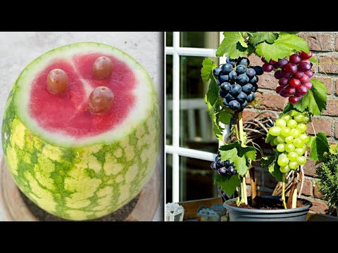 unique skills how to grow grapes in a watermelon | 100 % success with natural ingredients |