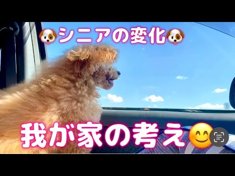 【シニア犬の変化】ポジティブに考えると可愛いしかない💖🐶16歳トイプー #耳が遠くなる #シミ #よく寝る #シニア犬