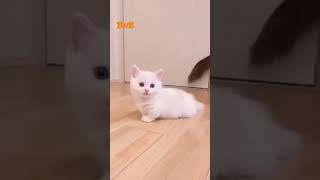 #Cute cat#shortvideo #bnb #bnbshort