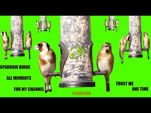 Birds Green Screen (Saturday, 12 November 2022 )