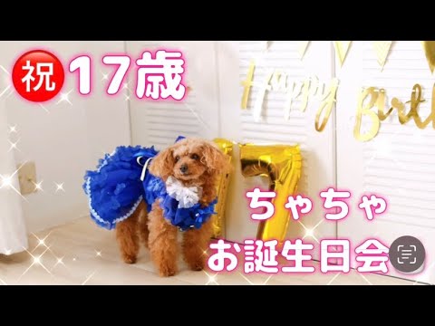 【㊗️17歳✨ちゃちゃのお誕生日会🩷🐶】 #トイプードル #17歳