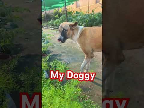 #dahod #dog #doglover #dogs #doggys #doglife #dogshorts #shortsvideo #shorts #short #shortsfeed#news