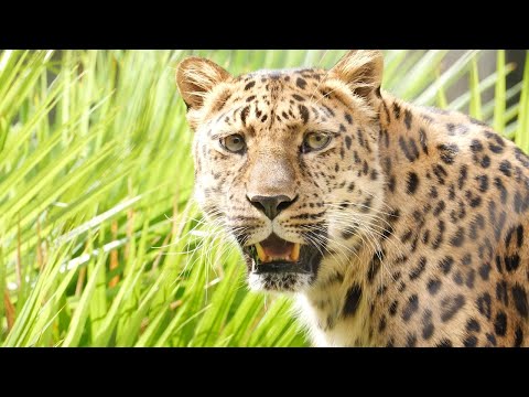 Animal Spotlight: Lisa, Amur Leopard