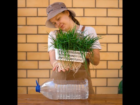 Easy planting routine ideas ☘ Gardening for beginners 🌱 #shorts #planting #garden #diy #plant