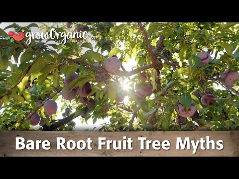 Bare Root Fruit Tree Myths