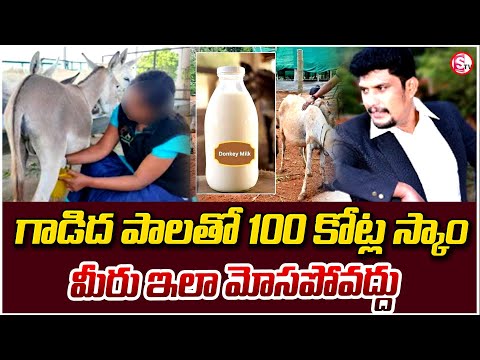 Breaking News : గాడిద పాలతో 100 కోట్ల స్కాం | 100 Crore Donkey Milk Fraud | @sumantvwarangal981