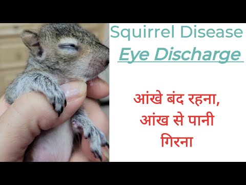 Squirrel Desease - Discharge from eye