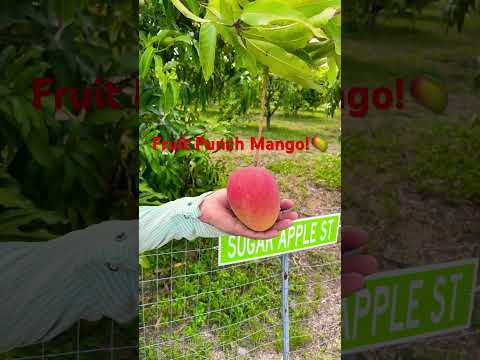 Correctly IDed ‘Fruit Punch’ Potted Mango Tree!! 🥭 #mango #pottedplants #growyourownfood