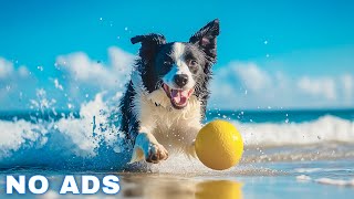 12 Hours Dog Music 🎵 Relaxing Music For Dogs With Anxiety🐶 Separation Anxiety Relief music💖Dog Calm