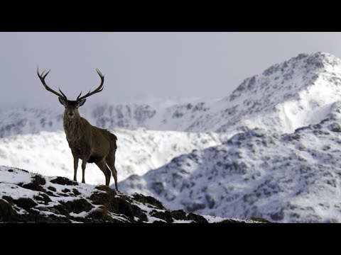 O Cervo - Príncipe dos Alpes ( Documentário )