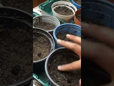 How to grow Tomatoes at home Part I #vegetablegarden #tipsandtricks  #garden #growingtomatoes