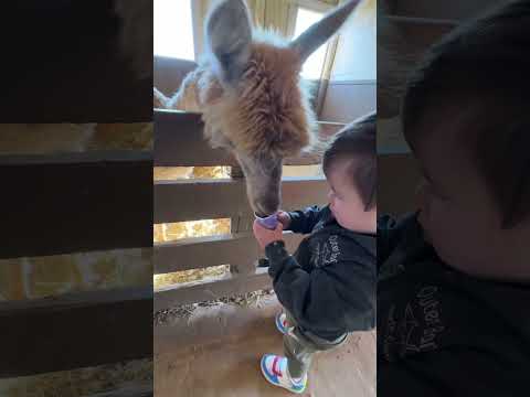 they LOVED the animals🥹 #pettingzoo #twins #toddlers #momlife