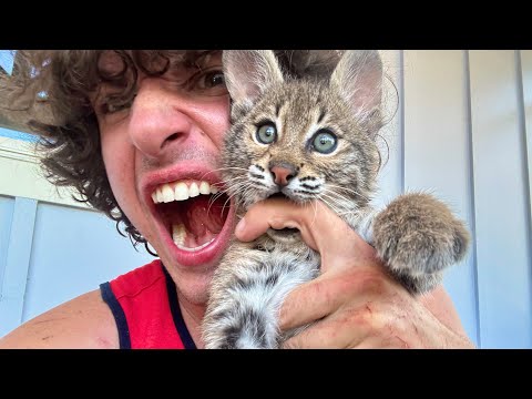 Why I Ate this Baby Bobcat (Apology Video)