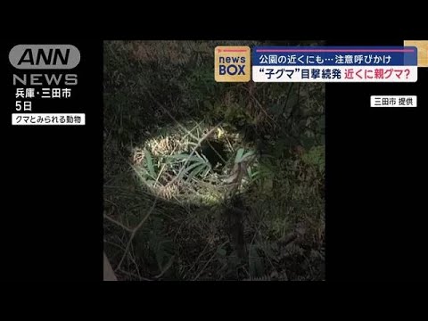 近くに親グマ？“子グマ”目撃続発 公園の近くにも【スーパーJチャンネル】(2024年11月13日)