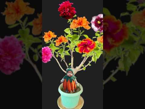 Multi Grafting Hibiscus #hibiscus #Shorts #youtubeshorts #Mita'sgardeningtrick #viralvideo