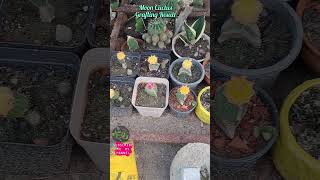 Moon Cuctus Grafting Result 🥰🌵#graftingcuctus #howtografting #cuctusgrafting #mooncuctusgrafting