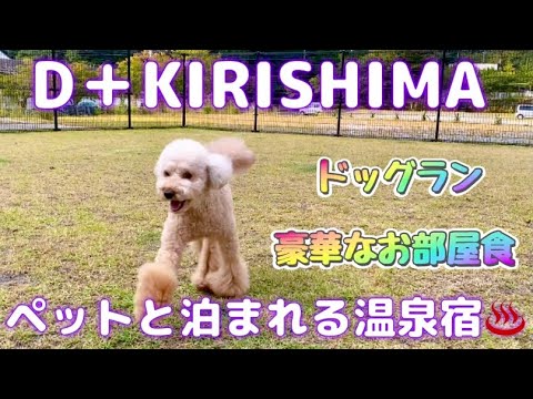 2023秋✨宮崎＆鹿児島の旅③【霧島温泉♨️愛犬と泊まれる💕D＋KIRISHIMA宿泊記🐶🐶】#KIRISHIMA