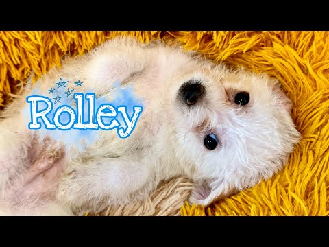 Tiny fluffy Rolley will have you rolling with joy! 🛞🩵🐾