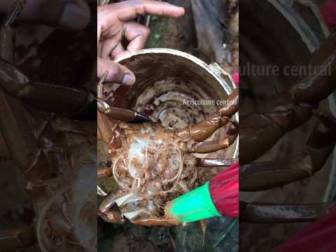 Incredible Catch: Mama Crab's Belly Holds a Surprising Surprise! #shorts #shortsfeed