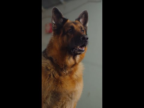 No Wonder He's Top Dog | Hudson & Rex Season Finale on UPtv!