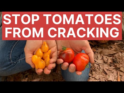 Growing Tomatoes without Cracks