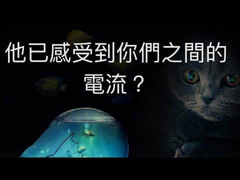 塔羅占卜😘他在你們之間已感受到電流？