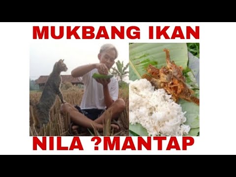 MUKBANG IKAN NILA ?? MANTAP SEKALI