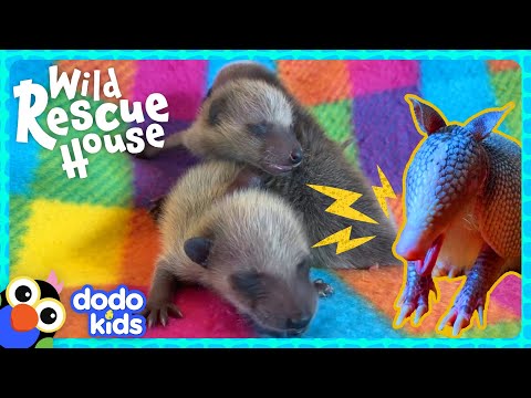 Baby Raccoons Need A Whole Houseful Of Animals To Help Rescue Them! | Dodo Kids | Wild Rescue House