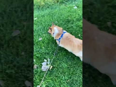 Corgi detects a new visitor in the neighborhood.