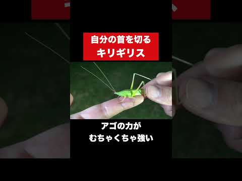 名前がいちいち怖すぎる #クビキリギス #危険生物 #昆虫 #生物学