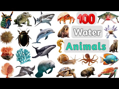 Water Animals Vocabulary ll 100 Common Water Animals Name in English With Pictures ll Sea Animals