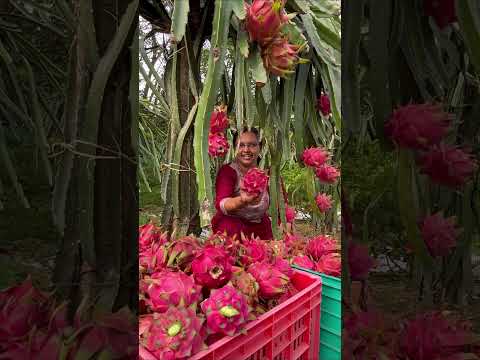 ഡ്രാഗൺ ചെടികളിൽ പൂവിരിഞ്ഞാൽ എത്ര ദിവസം കൊണ്ട് ഫ്രൂട്ട് ആകും | Dragon fruit harvesting | Thodupuzha