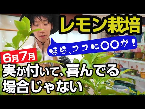 【レモン栽培6月7月】夏の手入れが大事！「肥料」「水やり」「摘果」「害虫」