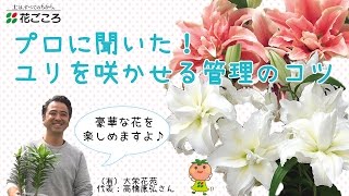 プロに聞いた！ユリを来年も咲かせる管理のコツ