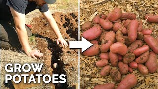 How to Grow EASY Potatoes (From Seed to Harvest) 🥔