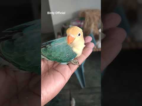 Parblue Opaline Progress #lovebirds #birds #shorts