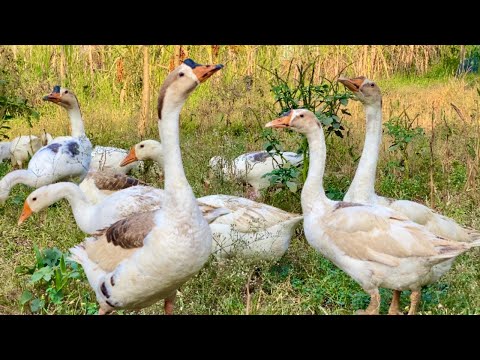 Amazing Gooses Video ,Goose sound