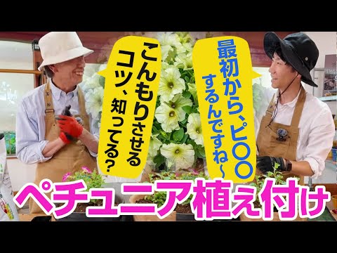 【ペチュニア植え付け】こんもり咲かせるコツは〇〇〇＝摘心