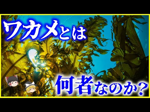 【ゆっくり解説】日本人以外消化不可？「ワカメ」とは何者なのか？を解説/世界の侵略外来種ワースト100⁉